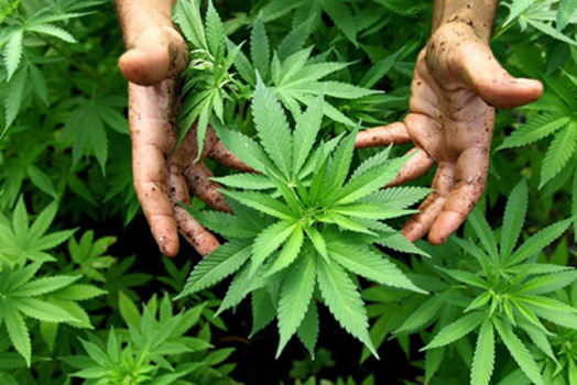 Formación sobre cannabis